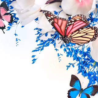 Butterfly PC wallpaper