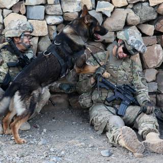 Army dog wallpaper