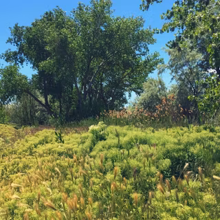 Joyful meadow wallpaper