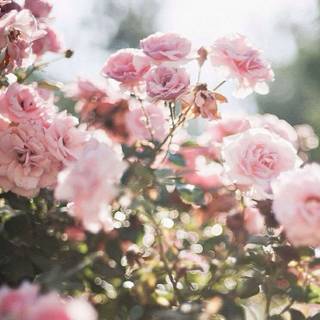 Floral spring wallpaper