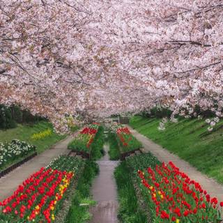 Spring dual monitor wallpaper