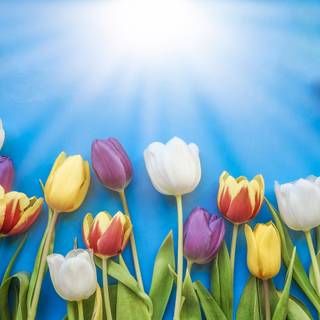 Tulip Easter wallpaper