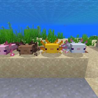 Minecraft Axolotl wallpaper