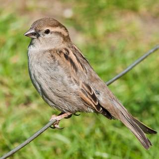 Sparrow birds spring wallpaper