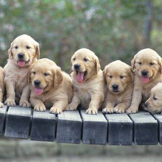 6 Dogs wallpaper