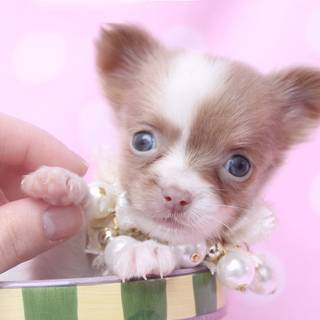 Easter pups wallpaper