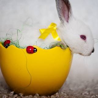 Happy Easter bunny wallpaper