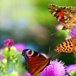 Summer butterflies wallpaper