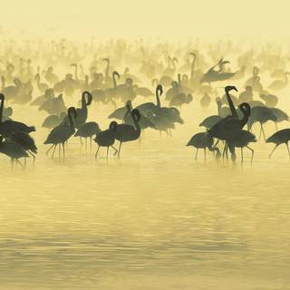 Wild nature wallpaper