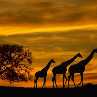 Wild nature wallpaper