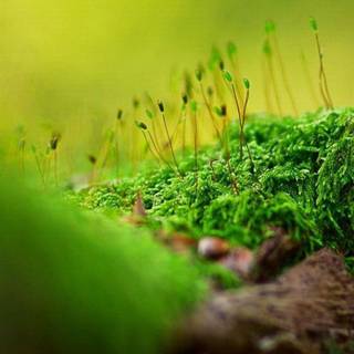 Spring landscape iPhone wallpaper