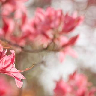 Spring 3440x1440 wallpaper