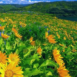 Summer scenary wallpaper