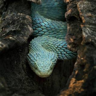 Bush viper wallpaper