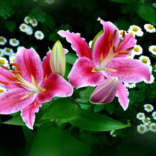 Easter and spring wallpaper