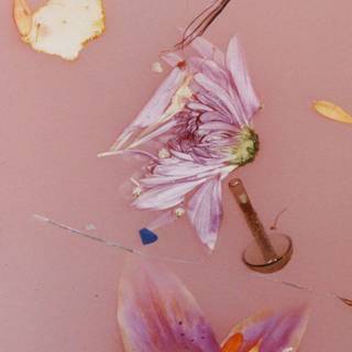 Harry Styles album wallpaper