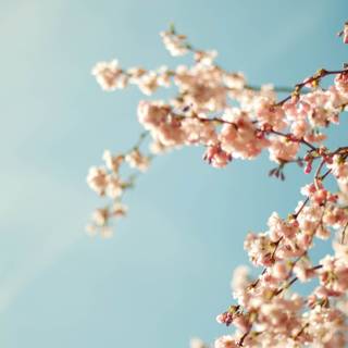 Spring time is here wallpaper