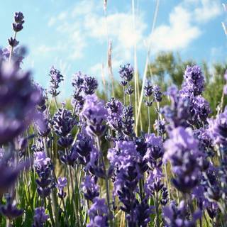 Lavender spring wallpaper