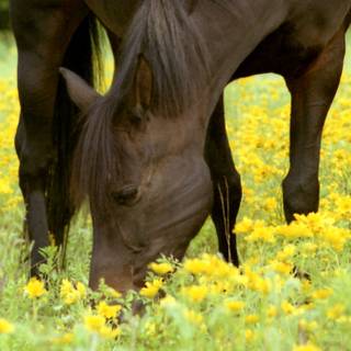 Horses spring time wallpaper