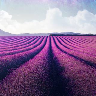 Lavender spring wallpaper
