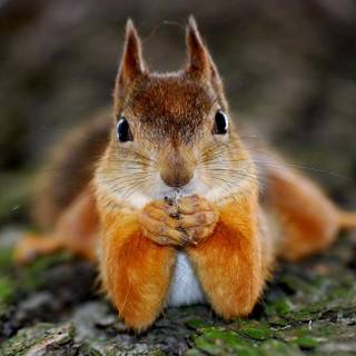 Spring squirrels wallpaper