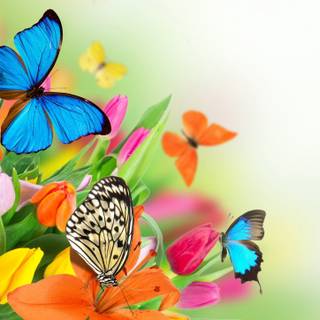 Butterflies and spring wallpaper
