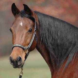 Horses spring time wallpaper