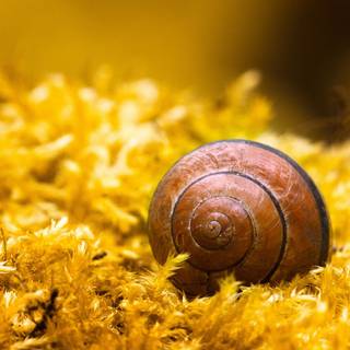 Cute snails wallpaper