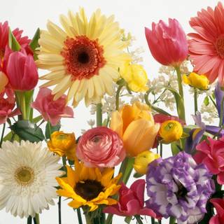 Summer daisy sunflower floral wallpaper