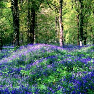 Flower forests in the spring wallpaper