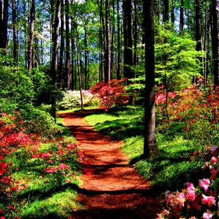 Flower forests in the spring wallpaper