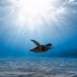 Turtles in the ocean wallpaper