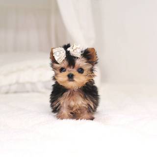 Cute Yorkies wallpaper