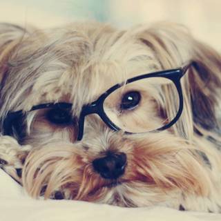 Cute Yorkies wallpaper
