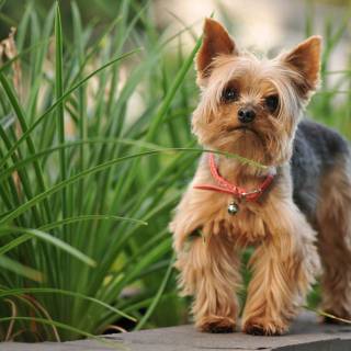 Cute Yorkies wallpaper