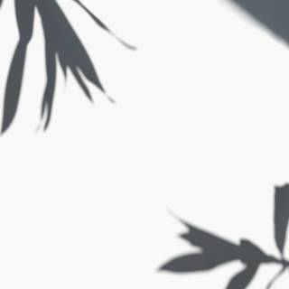 White shadow wallpaper