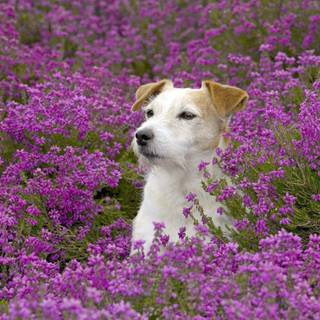 Cute dog spring wallpaper