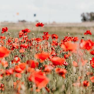 Spring feeling wallpaper