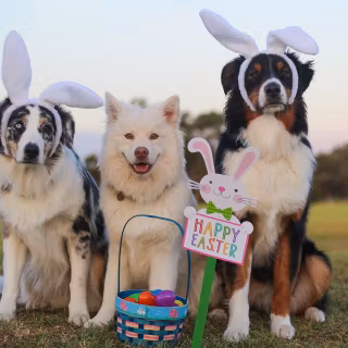 Dogs and Easter wallpaper