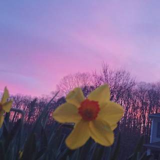 Grunge spring wallpaper