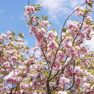 Spring feeling wallpaper