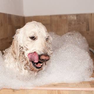 Dog bath wallpaper