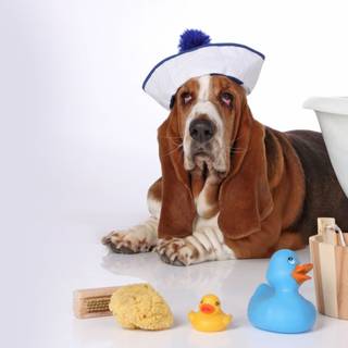 Dog bath wallpaper