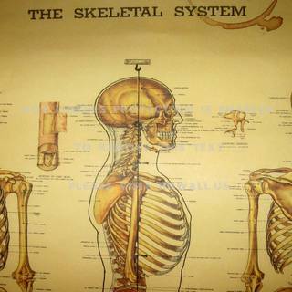 Skeletal wallpaper