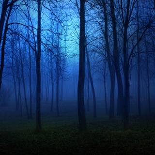 Anime night forest wallpaper