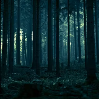 Anime night forest wallpaper