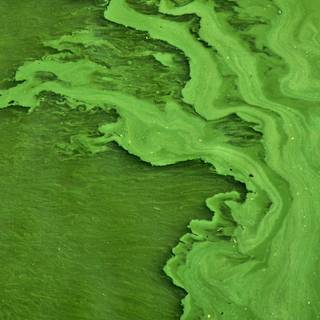 Green paint wallpaper