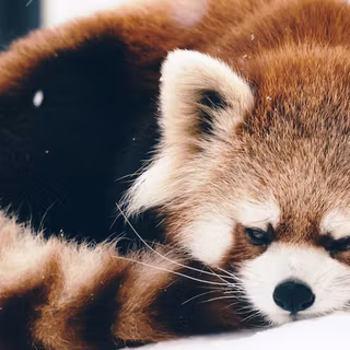 Baby red panda wallpaper