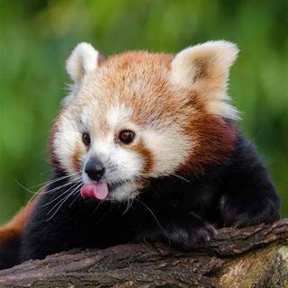 Baby red panda wallpaper