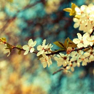 Spring Ultra HD wallpaper